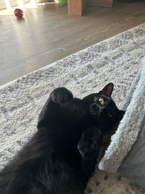 binx.jpg